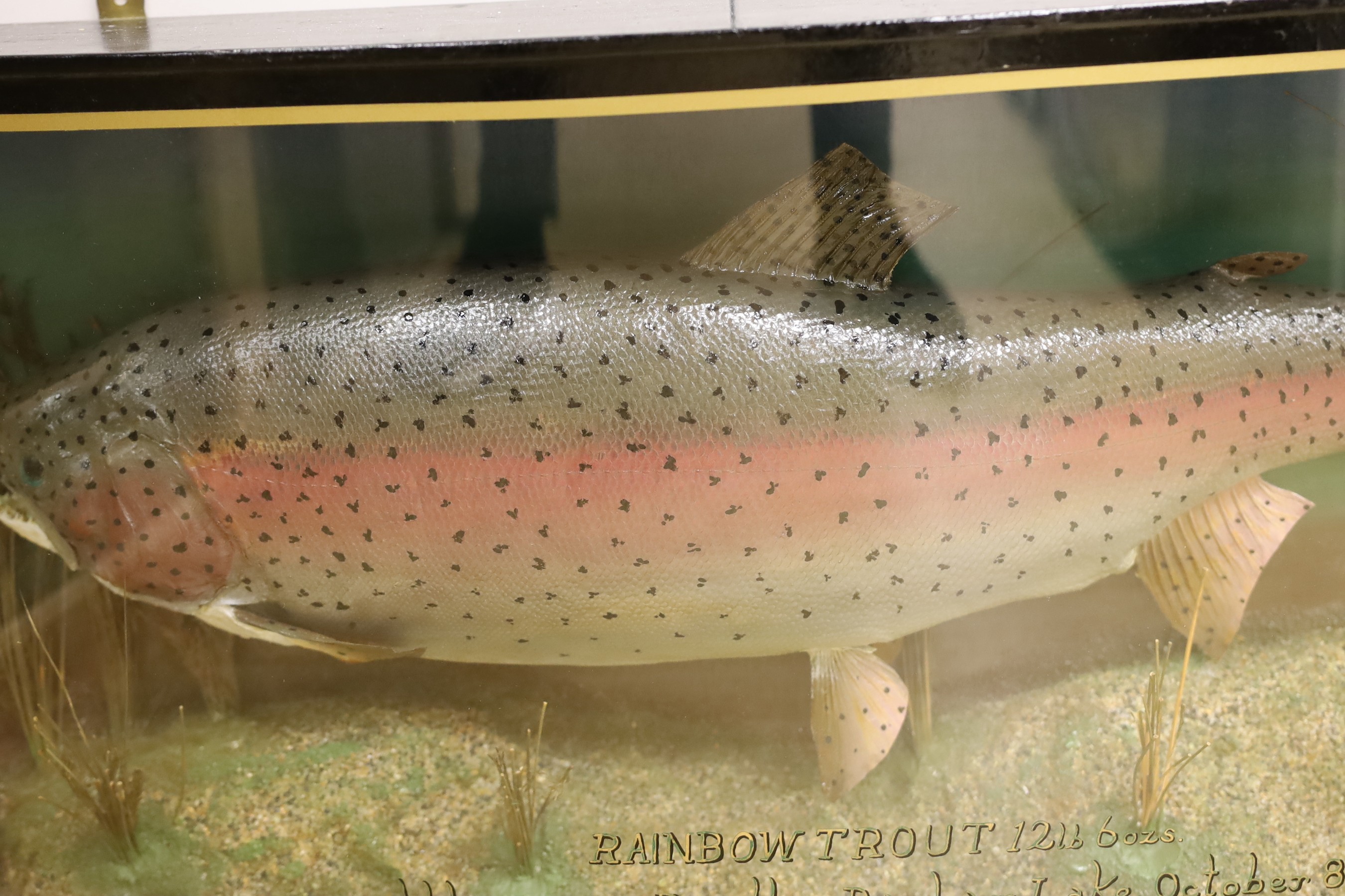 A cased taxidermic Rainbow Trout, by taxidermist Peter Stone,12lb 6ozs, caught by Eamon Bradley, Bayham Lake, October 8th 1988